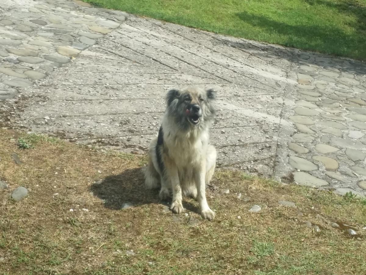 Livadaki Village Megali Kapsi Eksteriør bilde